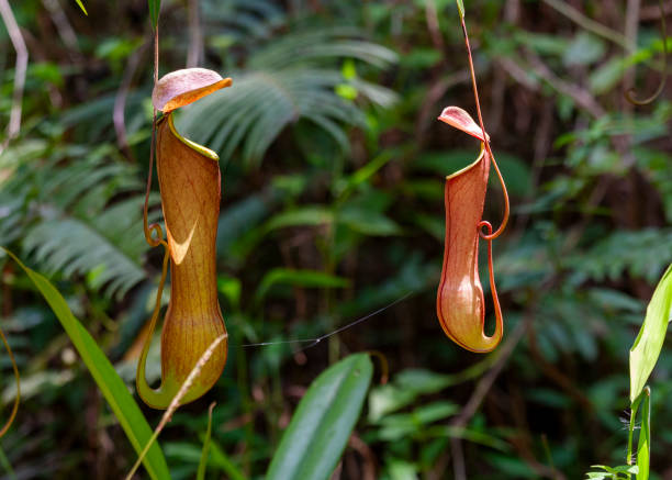 Sinharaja Forest Reserve